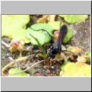 Anoplius viaticus - Wegwespe m001a 8mm - Sandgrube Niedringhaussee-det.jpg